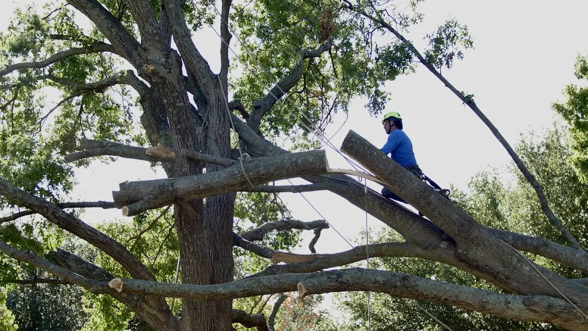 Professional Hazardous Tree Removal performed by certified arborists in Alpine